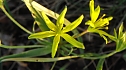Acker-Goldstern (Foto: B. Schwarzberg)