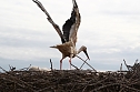 Jungst&ouml;rche werden beringt (Foto: nnz)