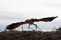 Jungst&ouml;rche werden beringt (Foto: nnz)