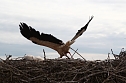 Jungst&ouml;rche werden beringt (Foto: nnz)