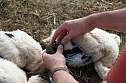 Jungst&ouml;rche werden beringt (Foto: nnz)