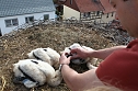Jungst&ouml;rche werden durch Dr. G&ouml;decke beringt (Foto: nnz)