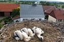 Jungst&ouml;rche werden beringt (Foto: nnz)
