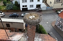 Jungst&ouml;rche werden beringt (Foto: nnz)