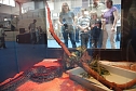 Welt der Reptilien in der Wiedingsburghalle (Foto: nnz-City Scout: Sven Gämkow) Welt der Reptilien in der Wiedingsburghalle (Foto: nnz-City Scout: Sven Gämkow)