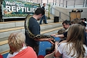 Welt der Reptilien in der Wiedingsburghalle (Foto: nnz-City Scout: Sven Gämkow) Welt der Reptilien in der Wiedingsburghalle (Foto: nnz-City Scout: Sven Gämkow)