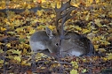 Herbstfarben am Panoramaweg bei Blankenburg (Foto: Peter Blei)