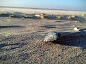 Unterwegs auf Ameland: Muschel (Foto: S. Schedwill)