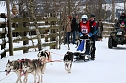 Schlittenhunderennen in Hasselfelde (Foto: Peter Blei)