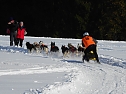 Schlittenhunderennen in Benneckenstein (Foto: Peter Blei)