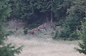Rotwild im Harz (Foto: H. Guss) Rotwild im Harz (Foto: H. Guss)