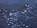 Das Sterben der Fische (Foto: Peter Blei)