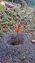 Pflanzaktion der Stadtwerke Wernigerode (Foto: Dr. Friedhart Knolle, Nationalpark Harz)