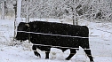 Winter unterm Kyffhäuser (Foto: U.Reinboth) Winter unterm Kyffhäuser (Foto: U.Reinboth)