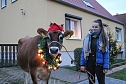 Adventsausflug mit dem Ochsen Tabaluga (Foto: S.Dietzel) Adventsausflug mit dem Ochsen Tabaluga (Foto: S.Dietzel)