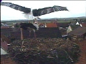 Jetzt sind es zwei St&ouml;rche (Foto: Andreas Rzehak)