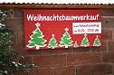 Weihnachtsb&auml;ume zum Advent in Kelbra (Foto: Ulrich Reinboth)