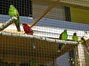 Vogelausstellung in Sondershausen (Foto: Karl-Heinz Herrmann)