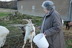 Oberbürgermeisterin Jutta Fischer verfüttert das mühsam geschnittene Obst und Gemüse begeistert schmatzenden Ziegen. (Foto: Jochen Miche) Oberbürgermeisterin Jutta Fischer verfüttert das mühsam geschnittene Obst und Gemüse begeistert schmatzenden Ziegen. (Foto: Jochen Miche)
