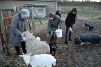 Riesenspaß beim Füttern von Ziegen, Schafen und Schweinen im Streichelzoo. Im Bild von links: Jutta Fischer, Cathleen Scheiner, Alexandra Böttger und Martin Schulze. (Foto: Jochen Miche) Riesenspaß beim Füttern von Ziegen, Schafen und Schweinen im Streichelzoo. Im Bild von links: Jutta Fischer, Cathleen Scheiner, Alexandra Böttger und Martin Schulze. (Foto: Jochen Miche)
