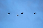 Erster Besuch der Saison (Foto: Peter Blei)