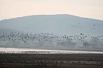 Vogelparadies am Stausee Kelbra (Foto: Peter Blei) Bild: Vogelparadies am Stausee Kelbra (Foto: Peter Blei)