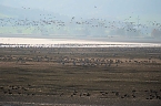 Vogelparadies am Stausee Kelbra (Foto: Peter Blei) Bild: Vogelparadies am Stausee Kelbra (Foto: Peter Blei)