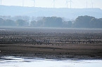 Vogelparadies am Stausee Kelbra (Foto: Peter Blei) Bild: Vogelparadies am Stausee Kelbra (Foto: Peter Blei)