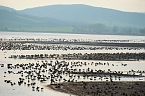 Vogelparadies am Stausee Kelbra (Foto: Peter Blei) Bild: Vogelparadies am Stausee Kelbra (Foto: Peter Blei)