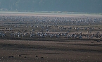 Vogelparadies am Stausee Kelbra (Foto: Peter Blei) Bild: Vogelparadies am Stausee Kelbra (Foto: Peter Blei)