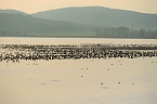Vogelparadies am Stausee Kelbra (Foto: Peter Blei) Bild: Vogelparadies am Stausee Kelbra (Foto: Peter Blei)