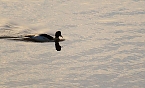 Vogelparadies am Stausee Kelbra (Foto: Peter Blei) Bild: Vogelparadies am Stausee Kelbra (Foto: Peter Blei)