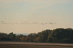 Vogelparadies am Stausee Kelbra (Foto: Peter Blei) Bild: Vogelparadies am Stausee Kelbra (Foto: Peter Blei)