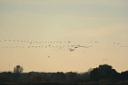 Vogelparadies am Stausee Kelbra (Foto: Peter Blei) Bild: Vogelparadies am Stausee Kelbra (Foto: Peter Blei)