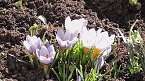 Fr&uuml;hjahrsboten  (Foto: U.Reinboth )
