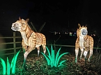 Magische Lichterwelten in Halle (Foto: P.Blei)