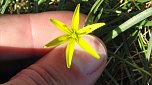 Heimische Pflanzen: Wiesen-Goldstern (Foto: B. Schwarzberg)