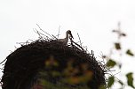 Jungst&ouml;rche werden beringt (Foto: nnz)