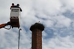 Jungst&ouml;rche werden beringt (Foto: nnz)