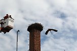 Jungst&ouml;rche werden beringt (Foto: nnz)