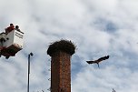 Jungst&ouml;rche werden beringt (Foto: nnz)