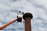 Jungst&ouml;rche werden beringt (Foto: nnz)