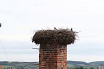 Jungst&ouml;rche werden beringt (Foto: nnz)