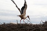 Jungst&ouml;rche werden beringt (Foto: nnz)