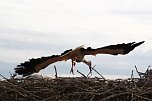 Jungst&ouml;rche werden beringt (Foto: nnz)