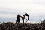 Jungst&ouml;rche werden beringt (Foto: nnz)