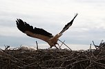 Jungst&ouml;rche werden beringt (Foto: nnz)