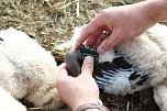 Jungst&ouml;rche werden beringt (Foto: nnz)