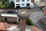 Jungst&ouml;rche werden beringt (Foto: nnz)
