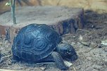 Welt der Reptilien in der Wiedingsburghalle (Foto: nnz-City Scout: Sven G&auml;mkow)